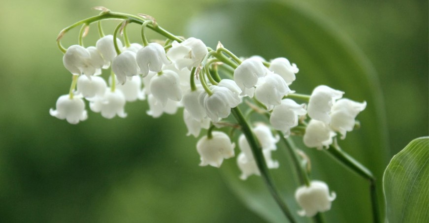 muguet