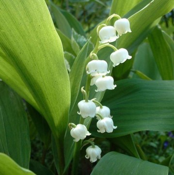 muguet mai.jpg